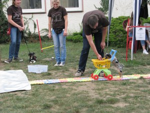 Chihuahua-Dame "Krümel" schiebt spielerisch einen Einkaufswagen für Hunde